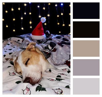 Animal Christmas Dog Sleeping Image